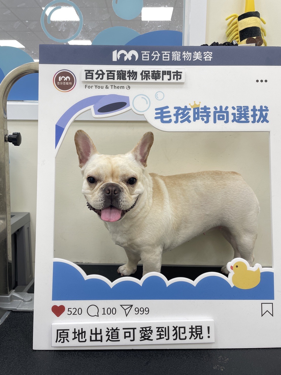 2504百分百寵物毛孩時尚選拔得獎名單出爐| 寵物知多少| 寵物百分百