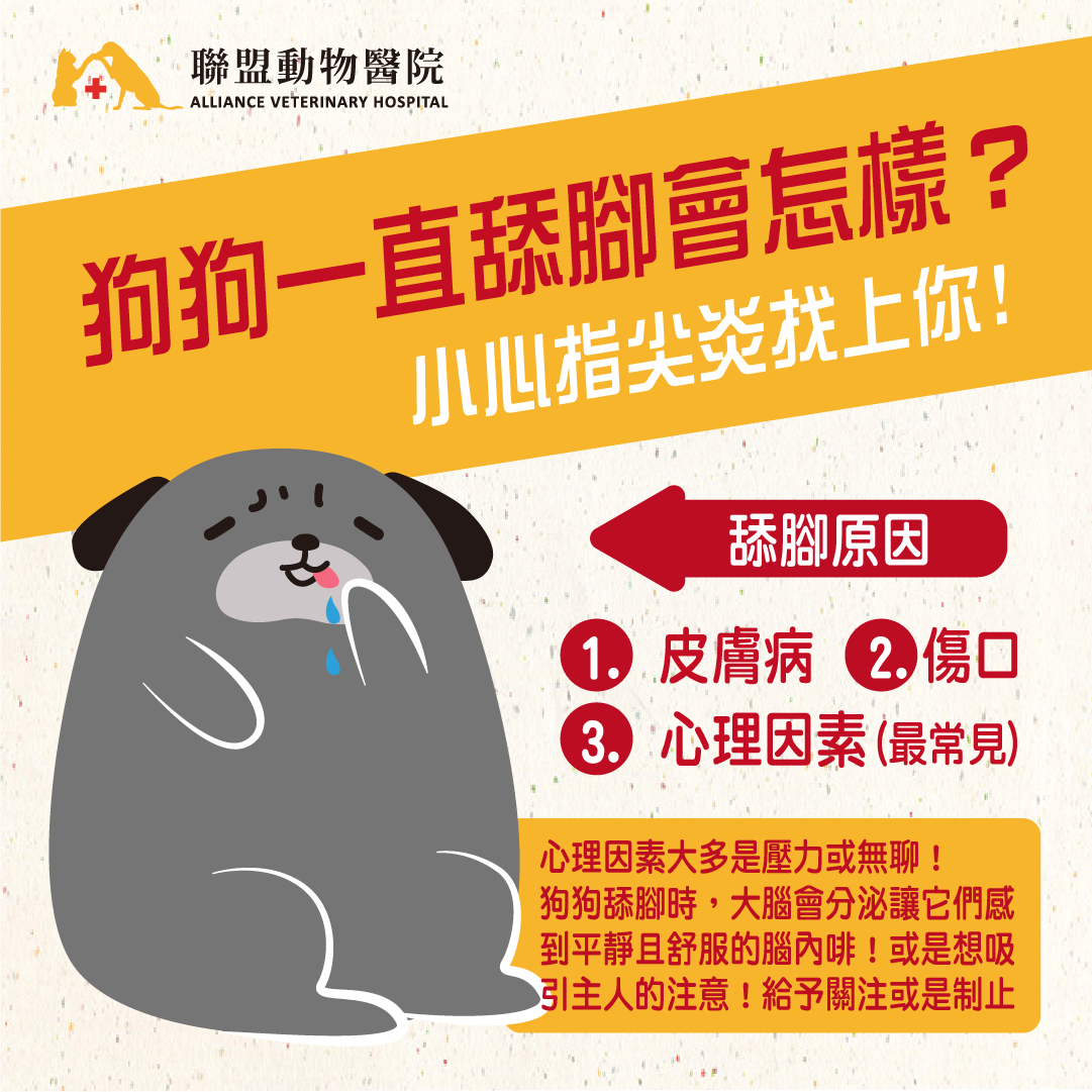 狗狗舔腳會怎樣 小心指尖炎找上 獸醫師好囉嗦 聯盟動物醫院