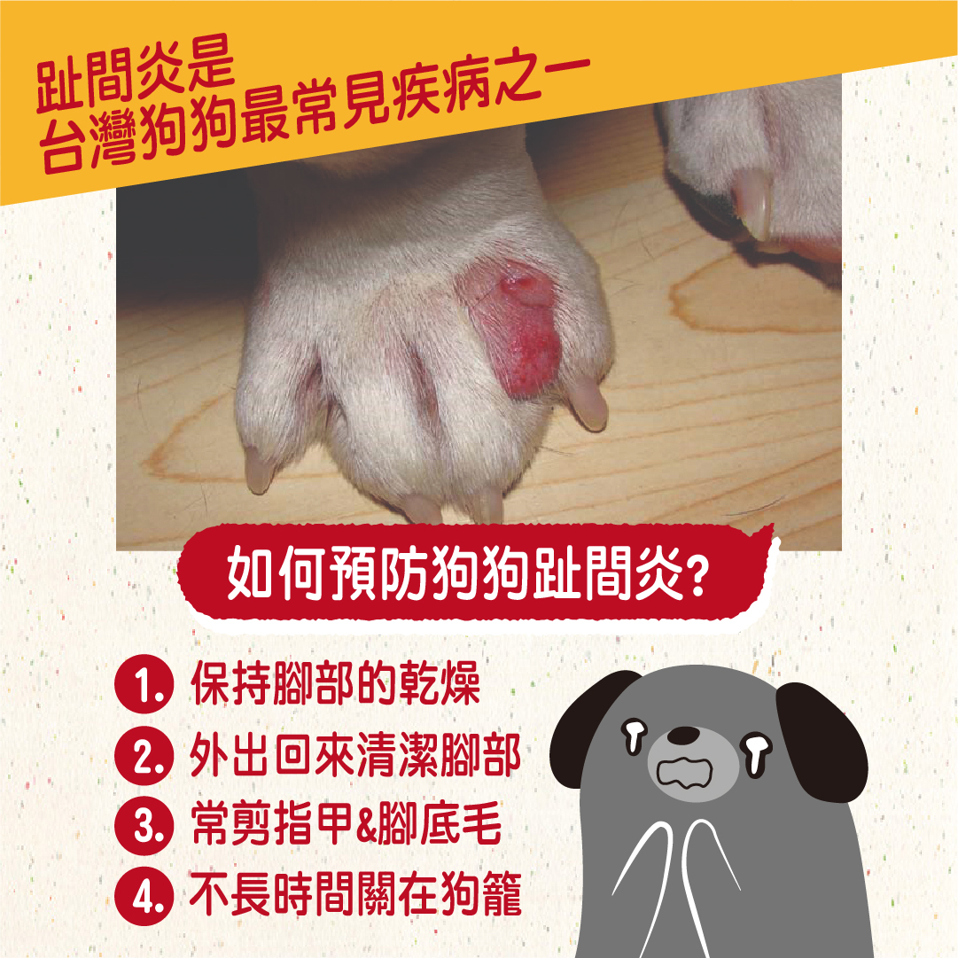 狗狗舔腳會怎樣 小心指尖炎找上 獸醫師好囉嗦 聯盟動物醫院