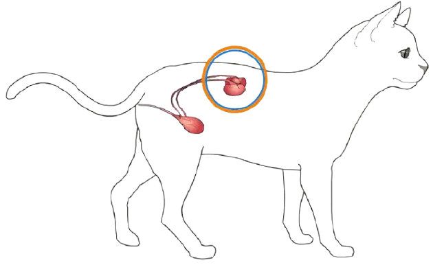 貓咪慢性腎臟病 寵物知多少 百分百寵物生活館u0026動物醫院