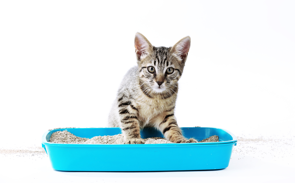 5大貓砂種類與價格評比 哪種貓砂最適合你家貓主子 寵物知多少 百分百寵物生活館 動物醫院