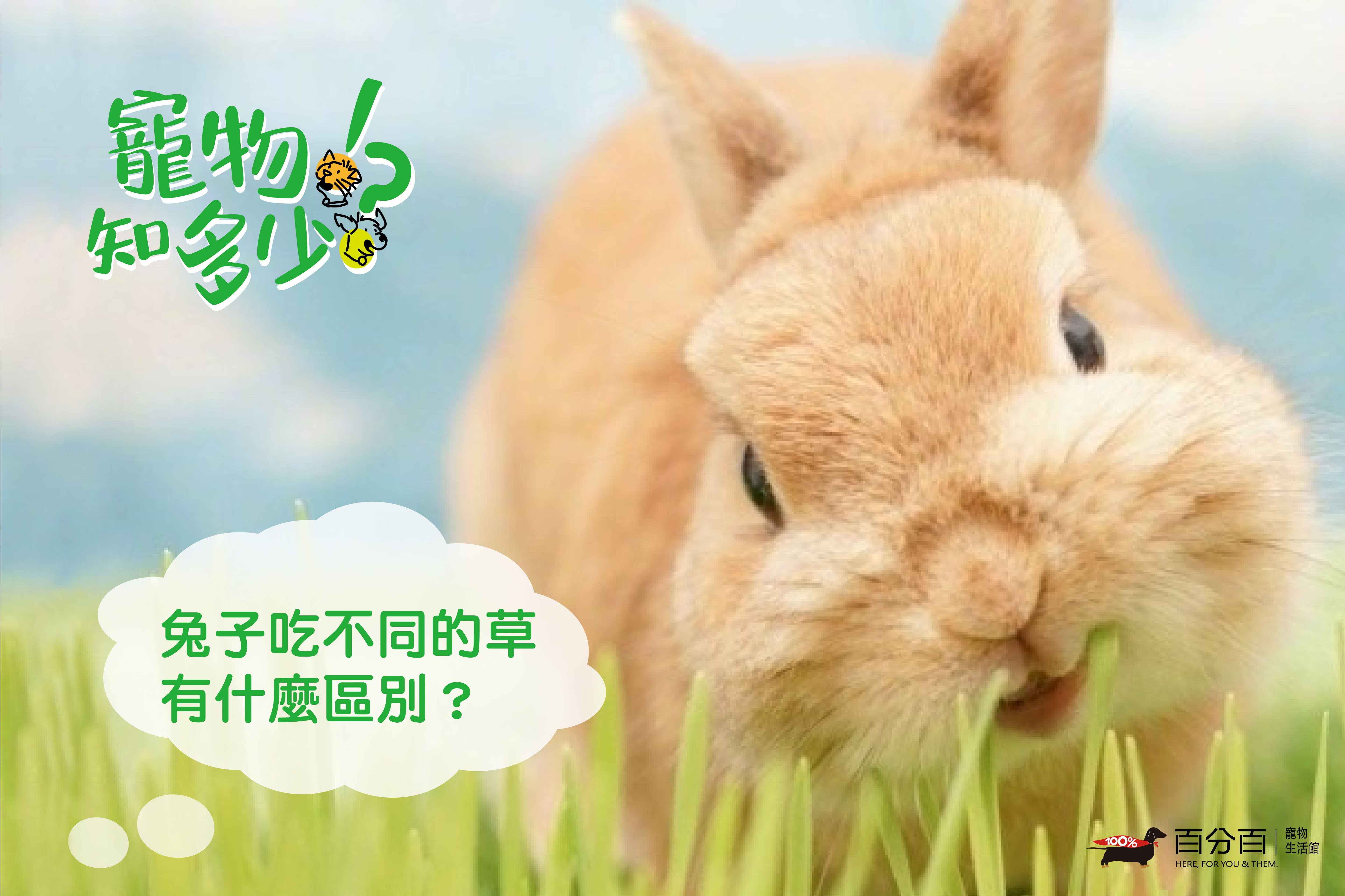 兔子吃不同的草有什麼區別 寵物知多少 百分百寵物生活館 動物醫院