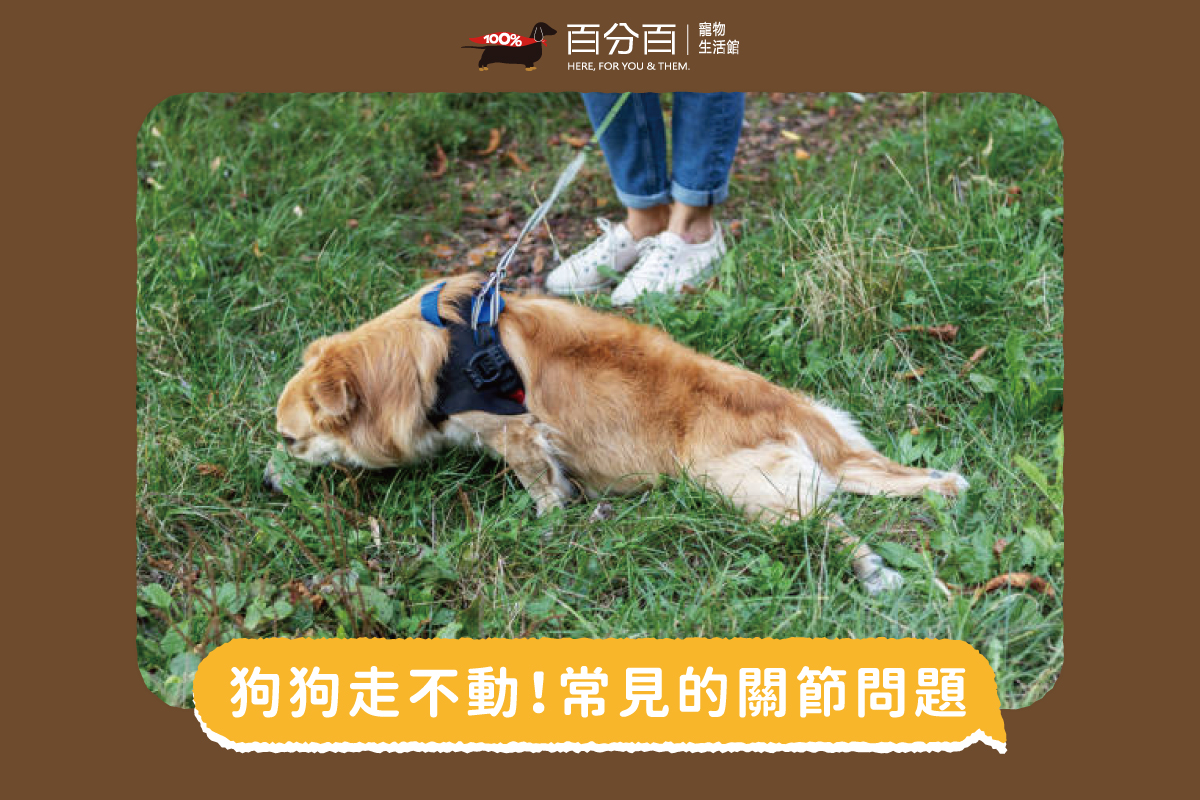 训练狗狗保持躺下姿势的八个步骤_主人