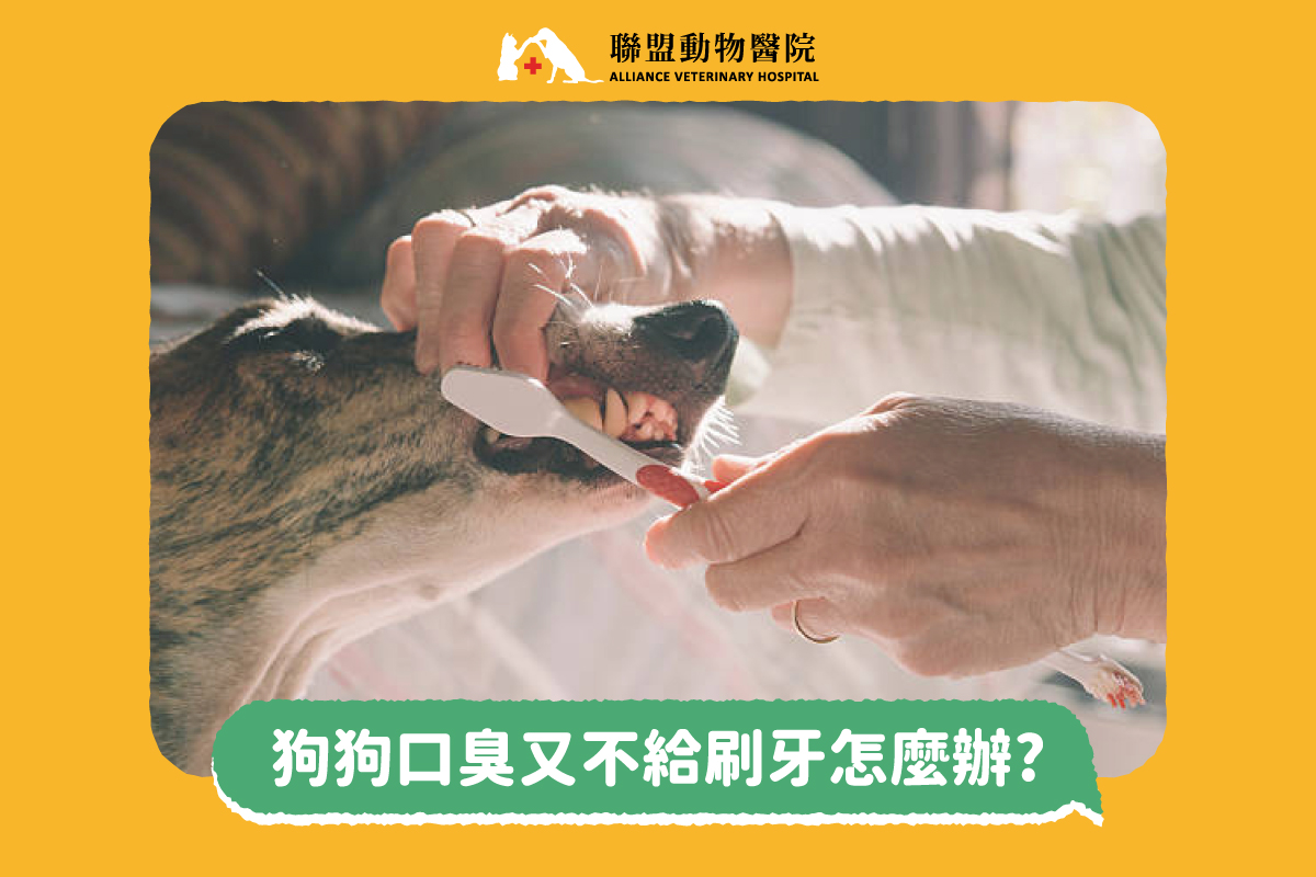 狗狗口臭又不給刷牙怎麼辦 獸醫師好囉嗦 聯盟動物醫院 狗狗口臭又不給刷牙怎麼辦 獸醫師好囉嗦 聯盟動物醫院