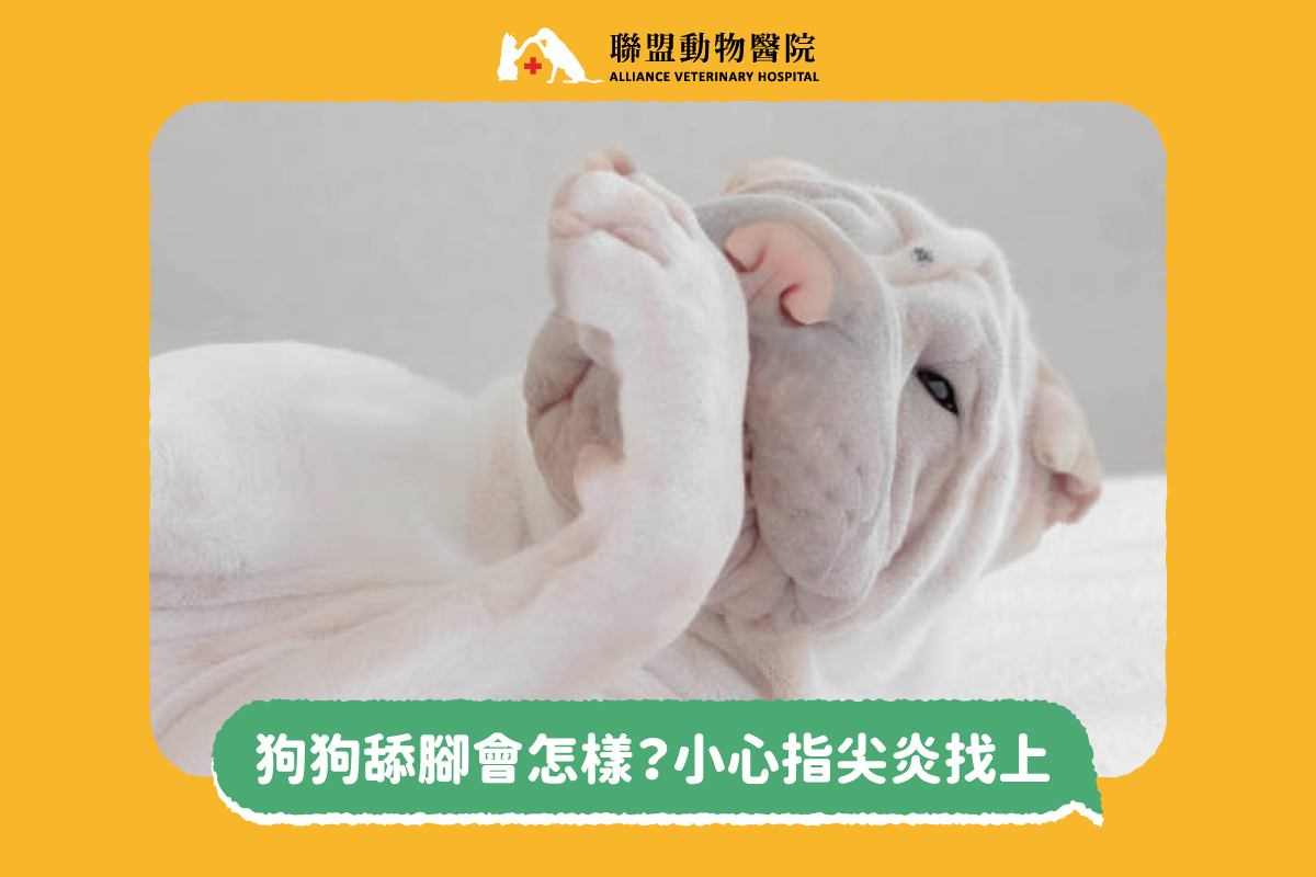 狗狗舔腳會怎樣 小心指尖炎找上 獸醫師好囉嗦 聯盟動物醫院
